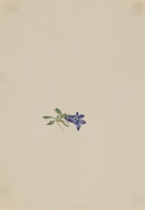 Alpin harklöver (Campanula lasiocarpa) av Mary Vaux Walcott