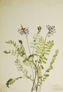 Alpin mjölksyra (Astragalus alpinus) av Mary Vaux Walcott