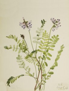 Alpine Milkvetch Astragalus alpinus, 1921. av Mary Vaux Walcott