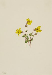 Alpapablomma Mimulus caespitosus, 1904. av Mary Vaux Walcott
