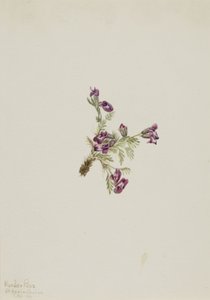 Alpin spetsfingerört (Oxytropis podocarpa) av Mary Vaux Walcott