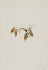 Alpin spetsfingerört (Oxytropis podocarpa) av Mary Vaux Walcott