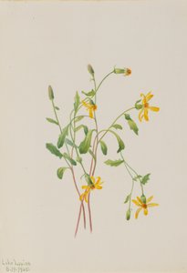 Senecio arter av fjällört, 1905. av Mary Vaux Walcott