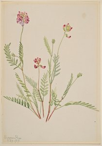 Alpvicker (Astragalus bourgovii) av Mary Vaux Walcott