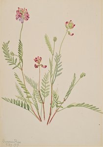Alpvincker Astragalus bourgovii, 1917. av Mary Vaux Walcott