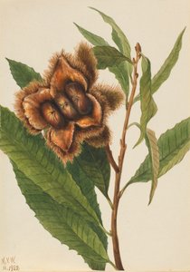 Amerikansk kastanj Castanea dentata, 1932.