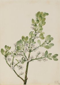 Amerikansk Mistel Phoradendron flavescens, 1923.