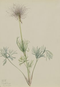 Amerikansk blåsippa (Pulsatilla ludoviciana) av Mary Vaux Walcott