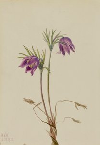 Amerikansk Pasqueflower Pulsatilla ludoviciana, 1922. av Mary Vaux Walcott