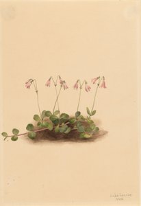 Amerikansk blåsippa (Linnaea borealis americana) av Mary Vaux Walcott
