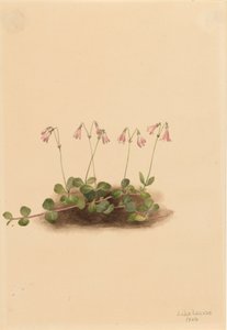 Amerikansk tvillingblomma Linnaea borealis americana, 1902. av Mary Vaux Walcott