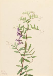 Amerikansk vicker (Vicia americana) av Mary Vaux Walcott