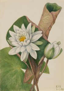 Amerikansk näckros (Castalia odorata) av Mary Vaux Walcott