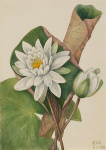 Amerikansk näckros Castalia odorata, 1920. av Mary Vaux Walcott