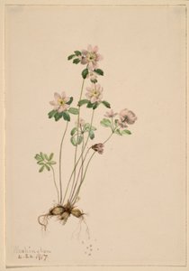 Anemonella (Syndesmon thalictroides) av Mary Vaux Walcott