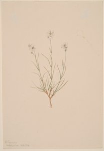 Arenaria formosa av Mary Vaux Walcott