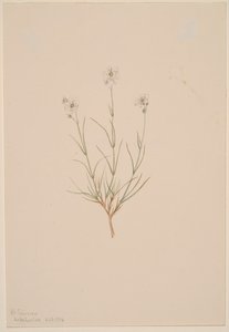 Formosa sandsten, 1904. av Mary Vaux Walcott