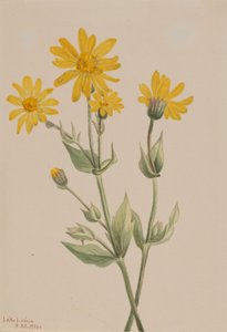 Arnika (Arnica latifolia) av Mary Vaux Walcott