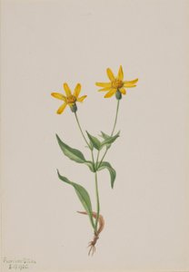 Arnica alpina av Mary Vaux Walcott