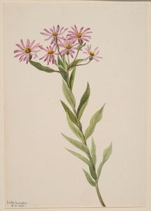 Aster Engelmann av Mary Vaux Walcott