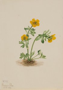 Avalanche Smörblom Ranunculus suksdorfii, 1919. av Mary Vaux Walcott