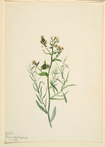 Bastardpaddflax (Comandra pallida) av Mary Vaux Walcott