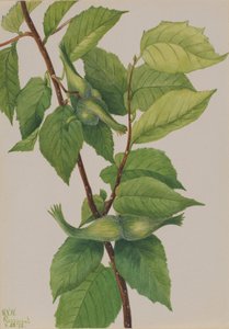 Näbbhasselnöt Corylus rostrata, 1932. av Mary Vaux Walcott