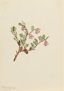 Björnbär Arctostaphylos uva-ursi, 1916. av Mary Vaux Walcott