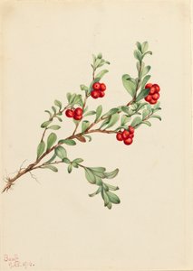 Björnbär Arctostaphylos uva-ursi, 1916. av Mary Vaux Walcott