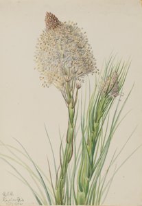 Björngräs Xerophyllum tenax, 1924. av Mary Vaux Walcott