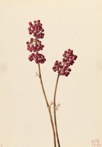 Skönhetsbär (Callicarpa americana) av Mary Vaux Walcott