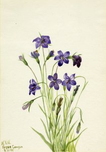 Klockblomma (Campanula) av Mary Vaux Walcott