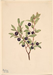 Stort blåbär (Vaccinium membranaceum) av Mary Vaux Walcott