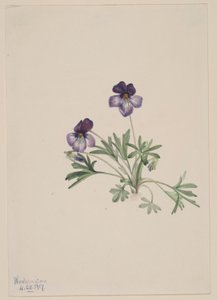 Fågelfot viol (Viola pedata) av Mary Vaux Walcott