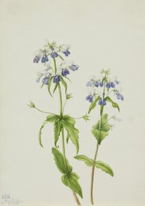 Blåögd jungfru Marie nyckelpiga (Collinsia verna)