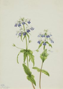 Blue-Eyed Mary Collinsia verna, 1927. av Mary Vaux Walcott
