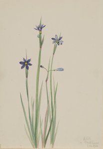 Blåögd gräs (Sisyrinchium angustifolium) av Mary Vaux Walcott