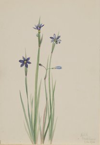 Blåögt gräs Sisyrinchium angustifolium, 1920. av Mary Vaux Walcott