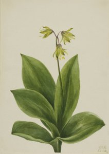 Blå pärla (Clintonia borealis) av Mary Vaux Walcott