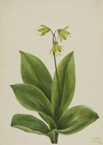 Blue Bead Clintonia borealis, 1924. av Mary Vaux Walcott