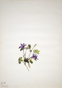 Blå akleja (Aquilegia saximontana) av Mary Vaux Walcott