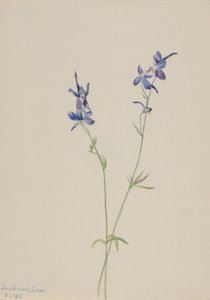 Blå lärkspirea (Delphinium nuttallianum) av Mary Vaux Walcott