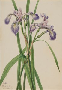 Blueflag Iris Iris versicolor, 1919. av Mary Vaux Walcott