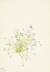 Blåsippor (Houstonia serpyllifolia) av Mary Vaux Walcott