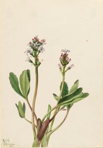 Bogbean Menyanthes trifoliata, 1925. av Mary Vaux Walcott