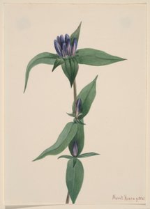 Flaskgentiana (Gentiana saponaria) av Mary Vaux Walcott