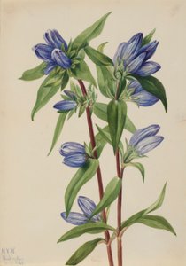 Flaskgentiana (Gentiana saponaria) av Mary Vaux Walcott