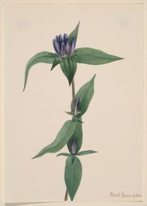 Flaskgentiana Gentiana saponaria, 1905. av Mary Vaux Walcott