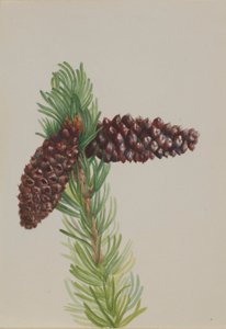 Bristle-Cone tall (Pinus aristata)