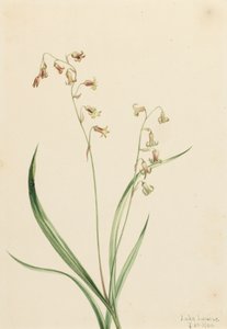 Bronzebells of Western Stenanthium, 1906. av Mary Vaux Walcott